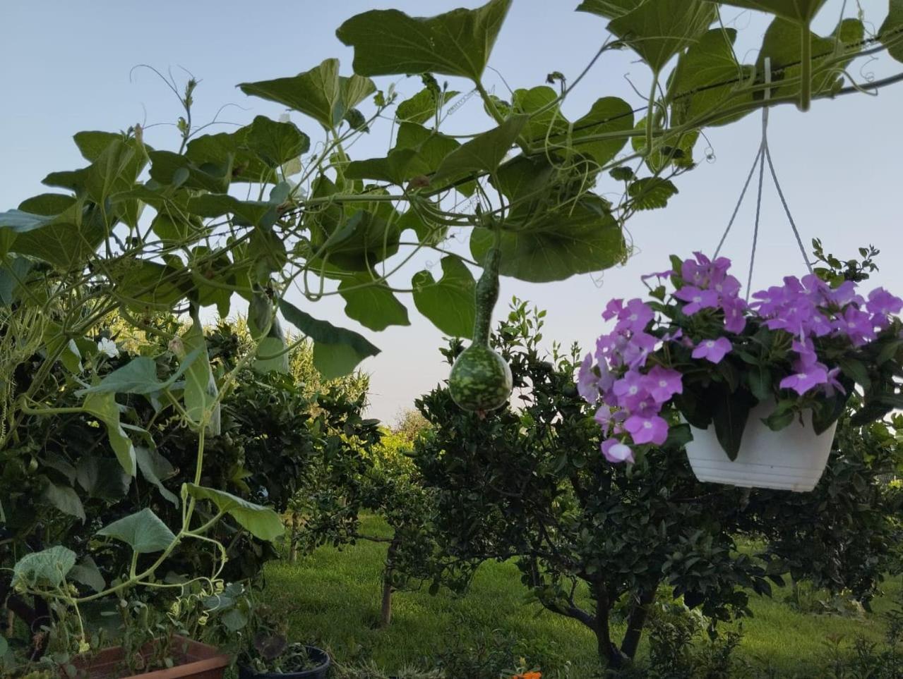 The Garden Guest House Divjaka Zewnętrze zdjęcie